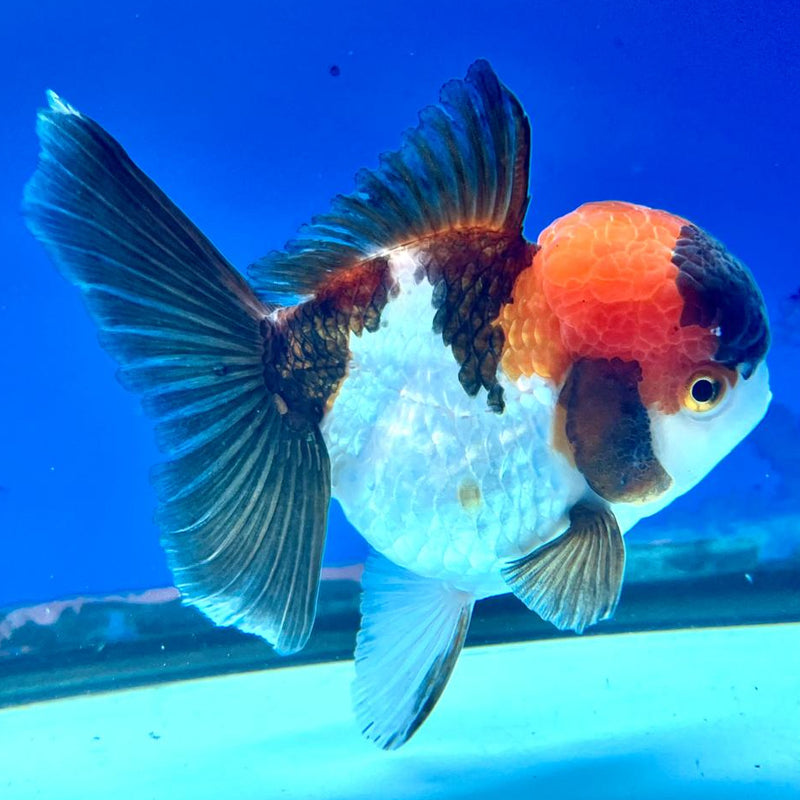Thai Oranda Tri-Color 3" Body Female (CK-191)R3A14