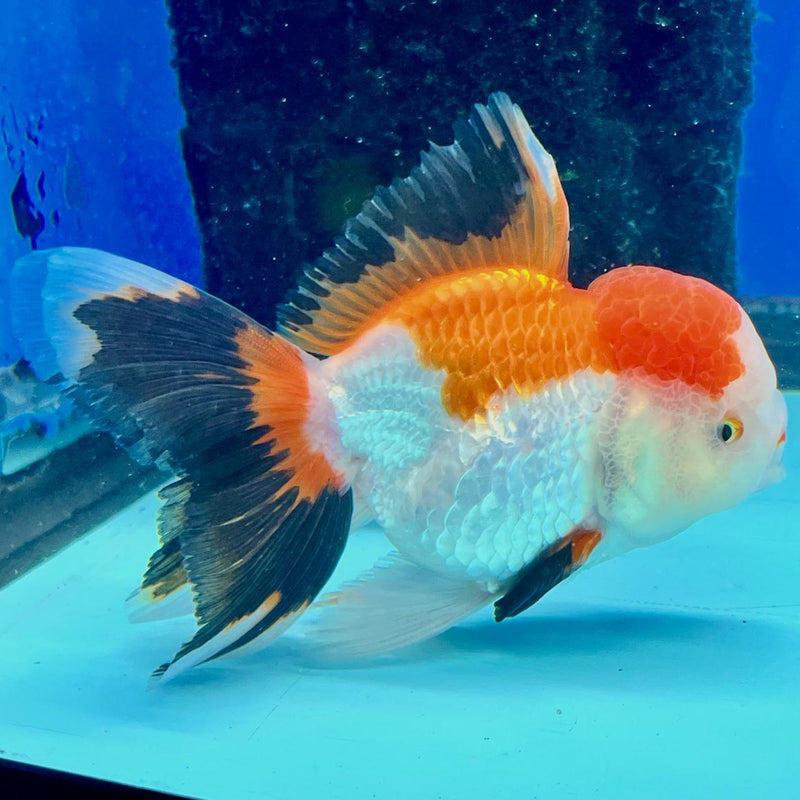 Thai Oranda Tri-Color 3" Body Male (CK-193)R3A14