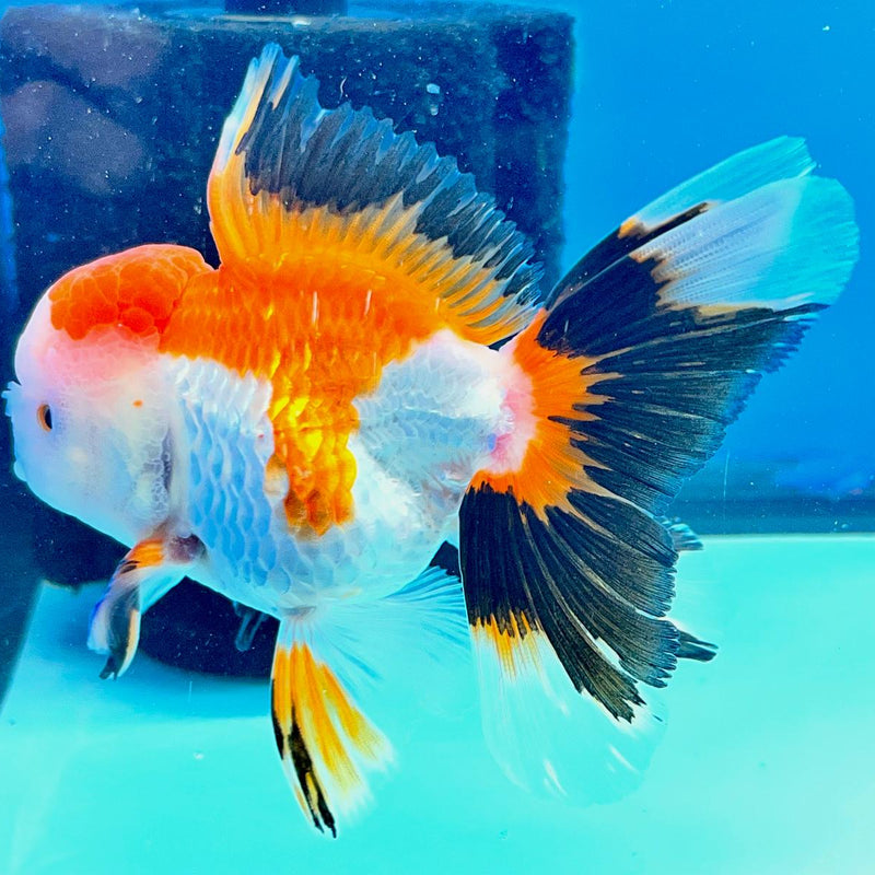 Thai Oranda Tri-Color 3" Body Male (CK-193)R3A14