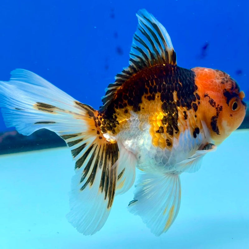 Thai Oranda Tri-Color 3" Body Male (CK-195)R3A14