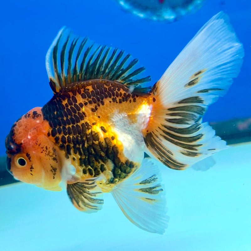 Thai Oranda Tri-Color 3" Body Male (CK-195)R3A14