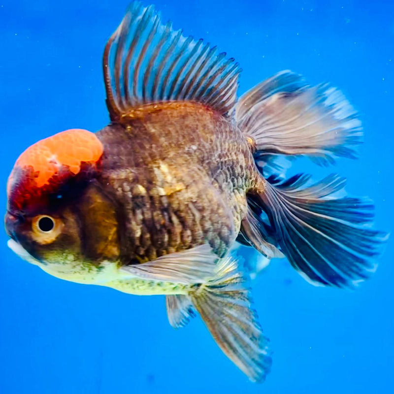 Thai Oranda Black Body Red Cap 3" Body Male (CK-199)R3A13