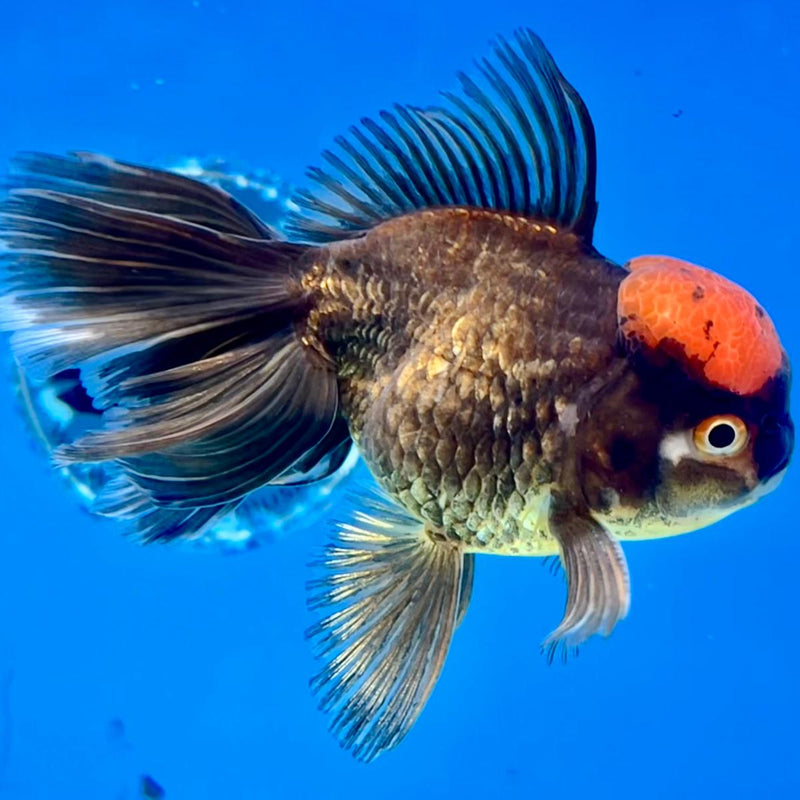 Thai Oranda Black Body Red Cap 3" Body Male (CK-199)R3A13