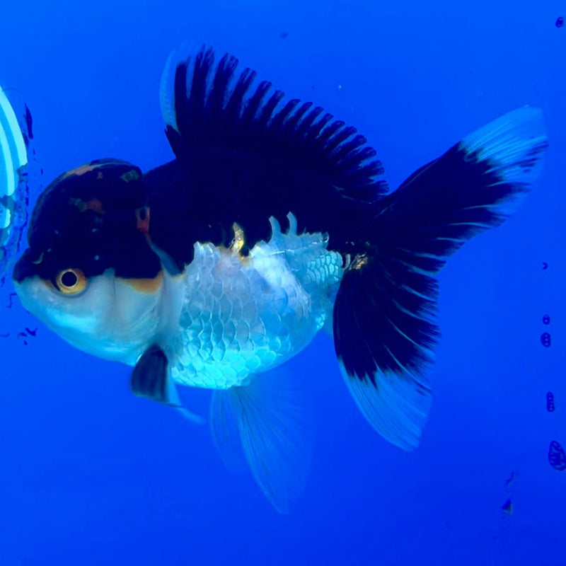 Thai Oranda Tri-Color 3" Body Female (CK-208)R3A11