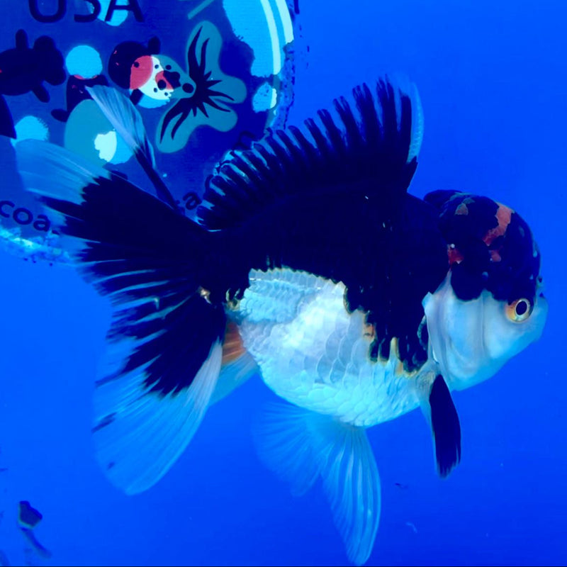 Thai Oranda Tri-Color 3" Body Female (CK-208)R3A11