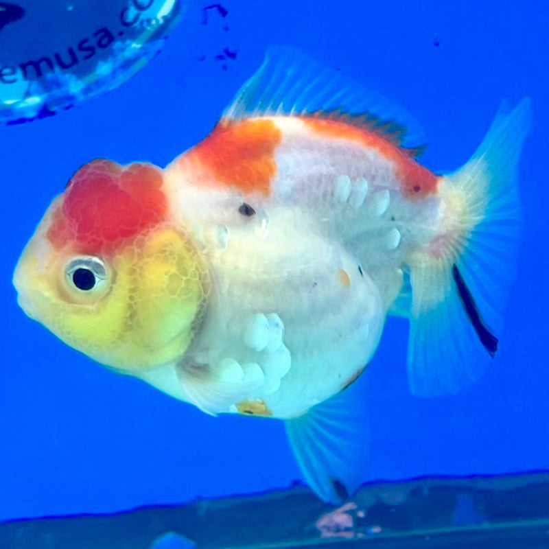 Thai Oranda Tri-Color 3" Body Female (CK-210)R3A11
