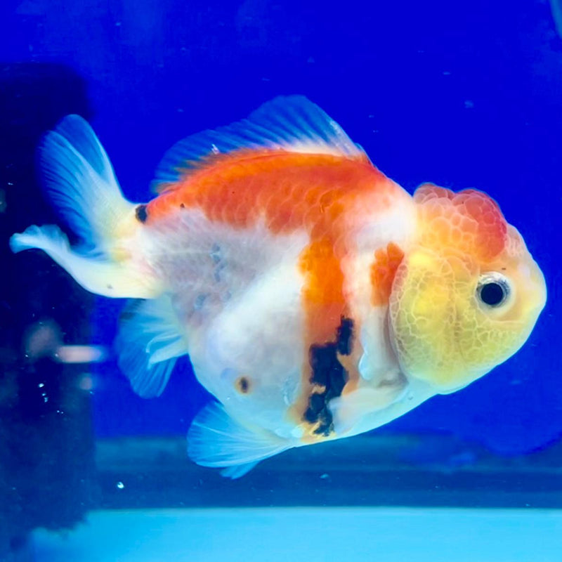 Thai Oranda Tri-Color 3" Body Female (CK-210)R3A11