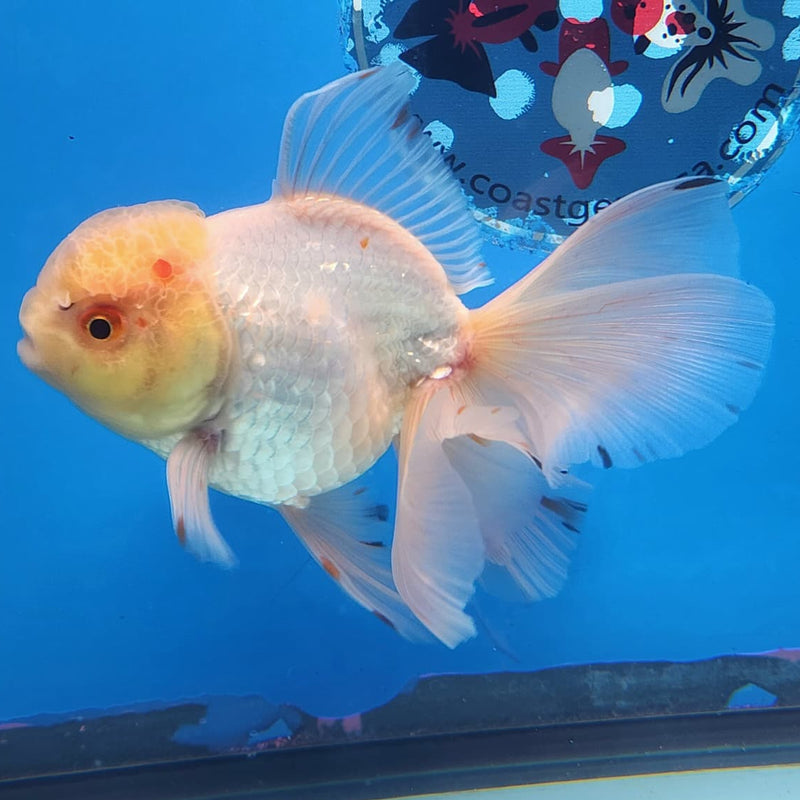 Thai Oranda White/Red Lemon Head Orchid Tail 3.5" Body Male (CK-220)R3A09