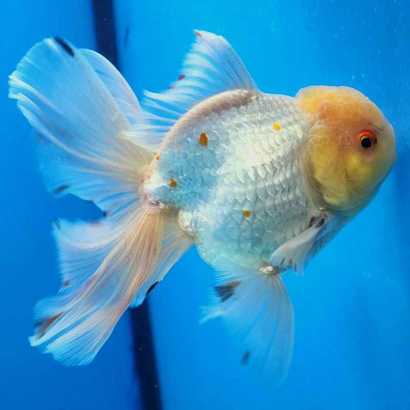 Thai Oranda White/Red Lemon Head Orchid Tail 3.5" Body Male (CK-220)R3A09