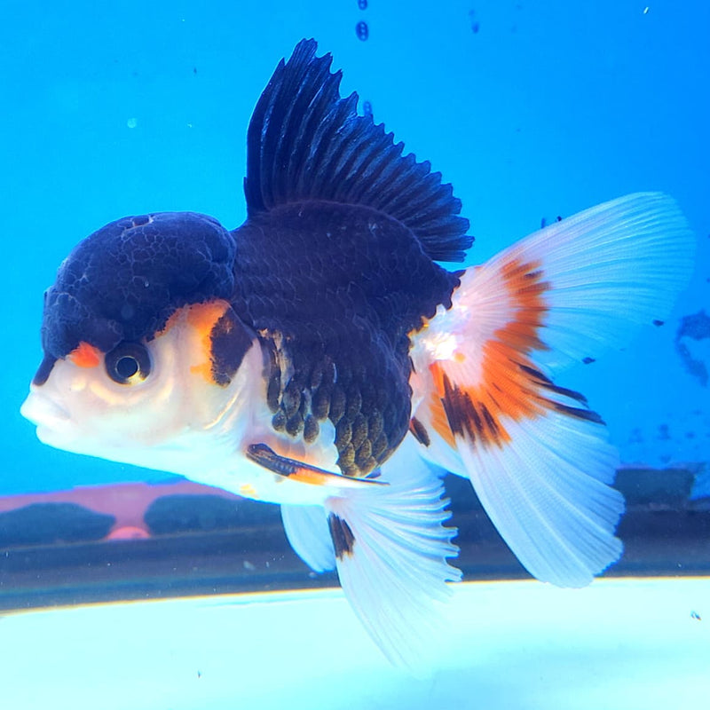 Thai Oranda Tri-Color 3" Body Male (CK-221)R3A09