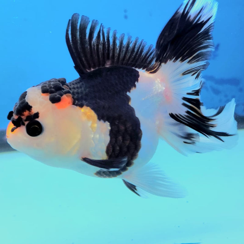 Thai Oranda Tri-Color 3" Body Female (CK-222)R3A09