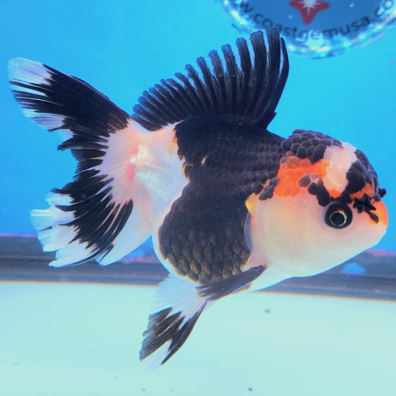 Thai Oranda Tri-Color 3" Body Female (CK-222)R3A09