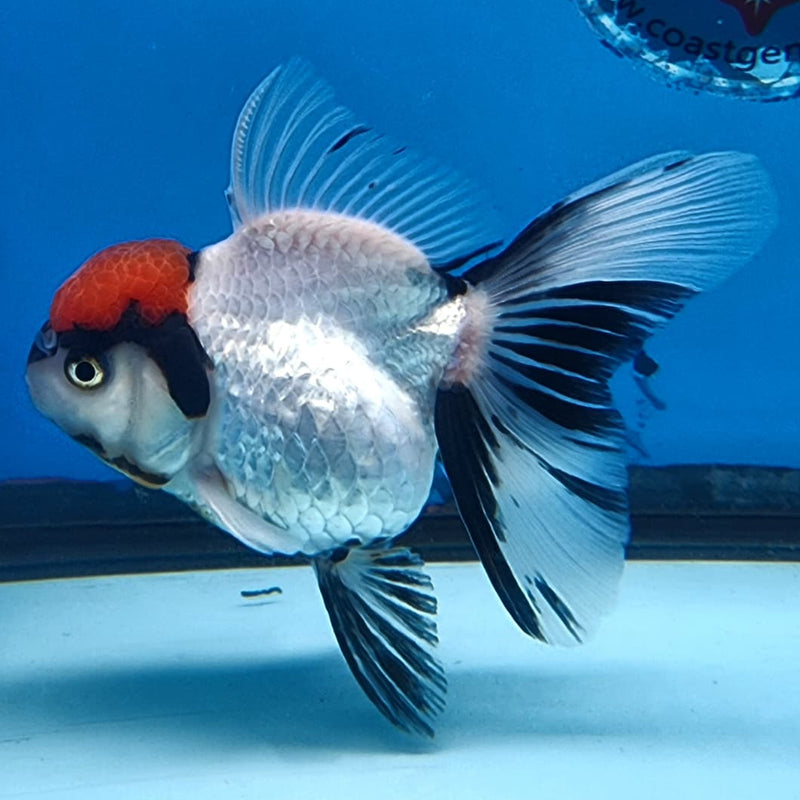 Thai Oranda Tri-Color 3" Body Female (CK-223)R3A09