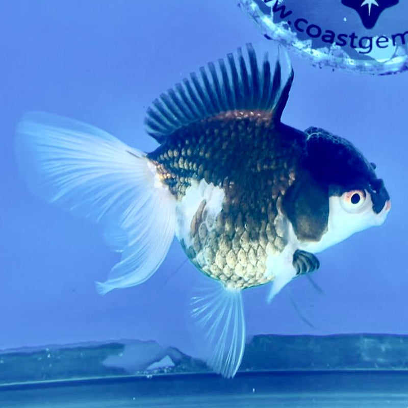Thai Oranda Panda 3" Body Female (CK-212)R3A10