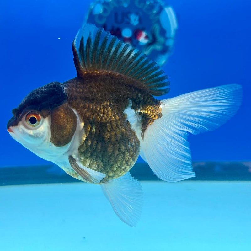 Thai Oranda Panda 3" Body Female (CK-212)R3A10
