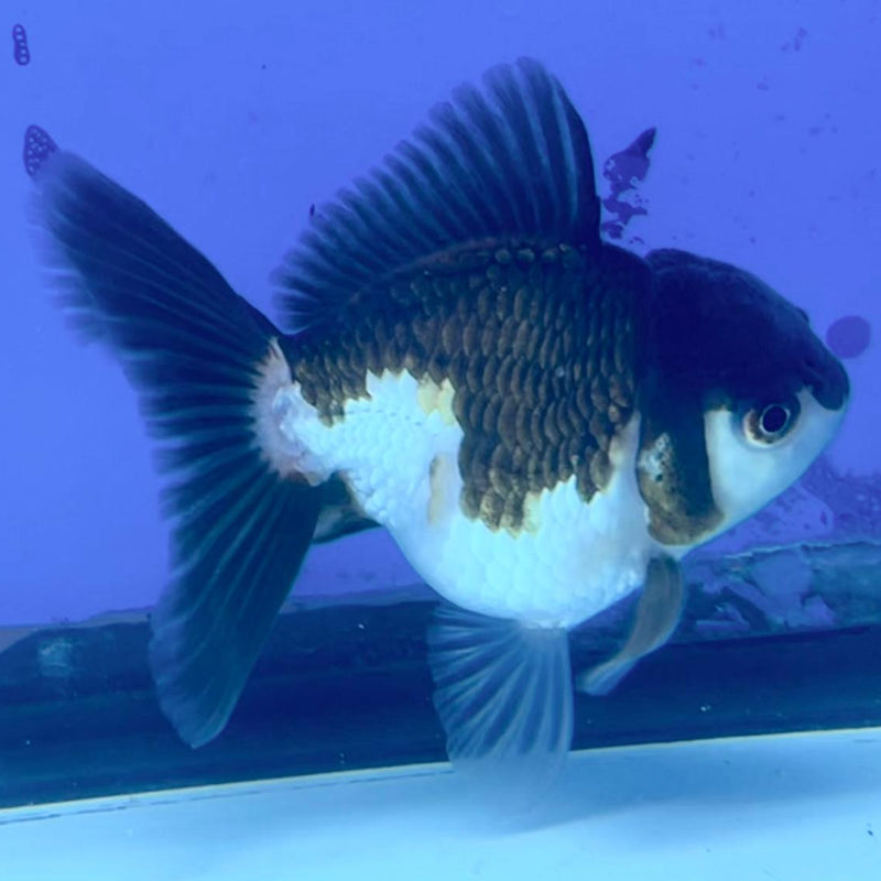 Thai Oranda Panda 3" Body Male (CK-215)R3A10