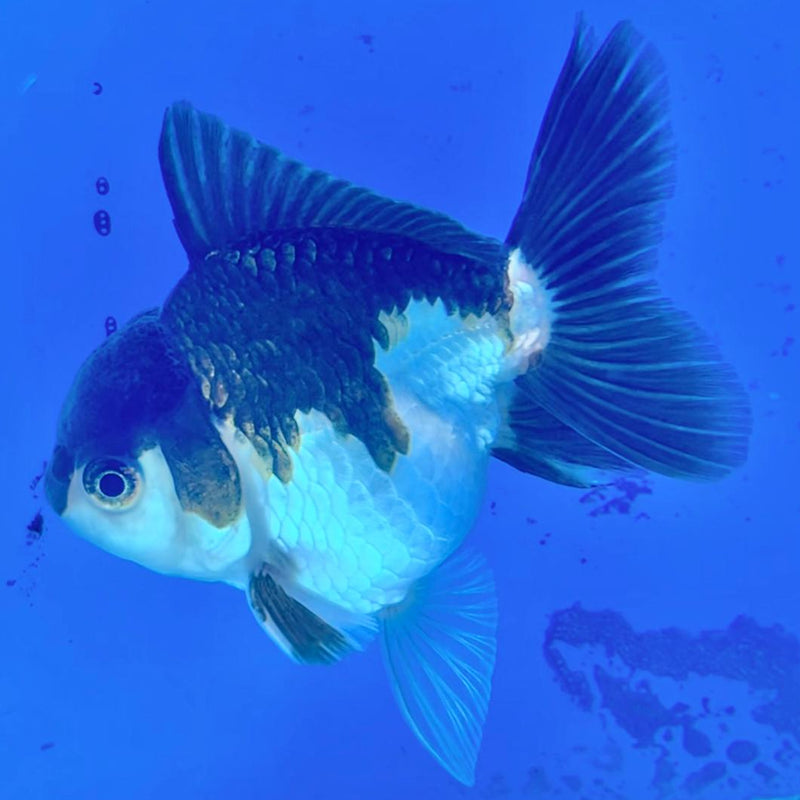 Thai Oranda Panda 3" Body Male (CK-215)R3A10