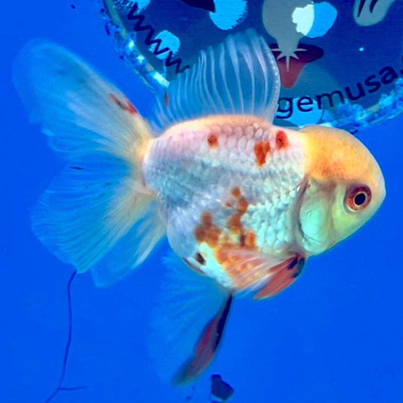 Thai Oranda Red/White 2.5" Body Male (CK-216)R3B23