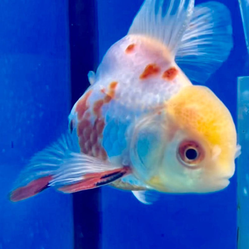 Thai Oranda Red/White 2.5" Body Male (CK-216)R3B23