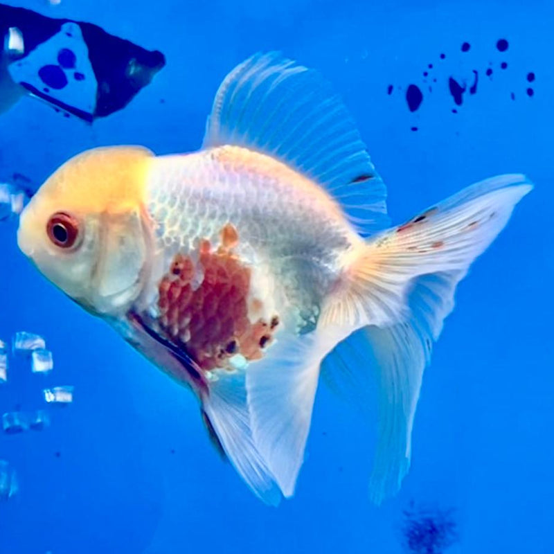 Thai Oranda Red/White 2.5" Body Male (CK-216)R3B23