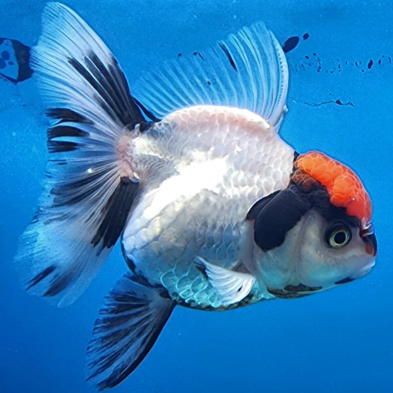 Thai Oranda Tri-Color 3" Body Female (CK-223)R3A09