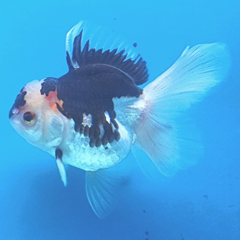 Thai Oranda Tri-Color 3" Body Male (CK-224)R3A08