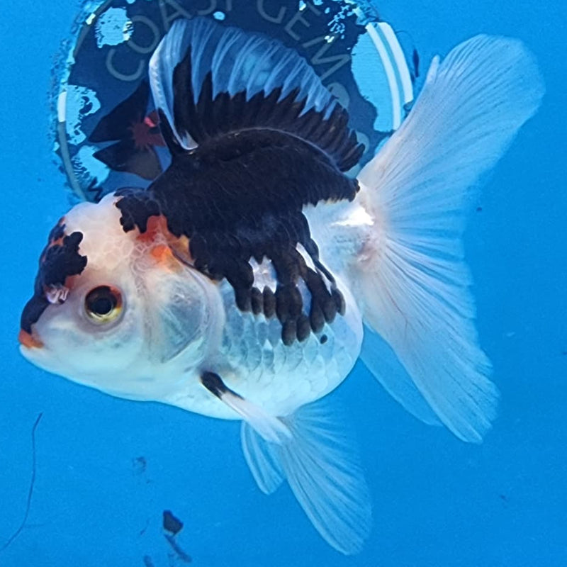 Thai Oranda Tri-Color 3" Body Male (CK-224)R3A08