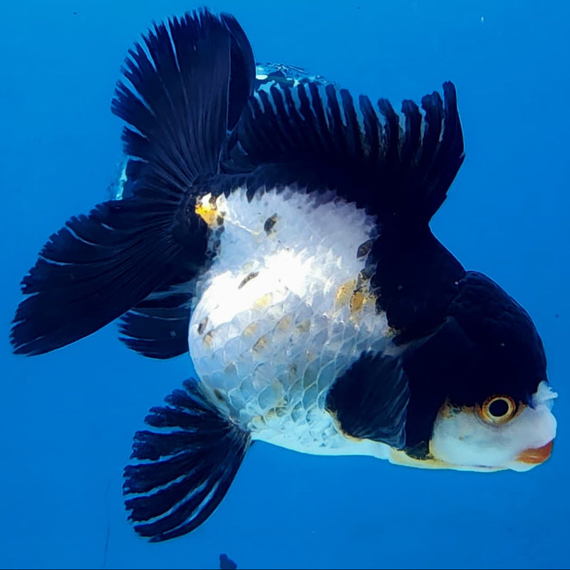 Thai Oranda Tri-Color 3" Body Female (CK-225)R3A08