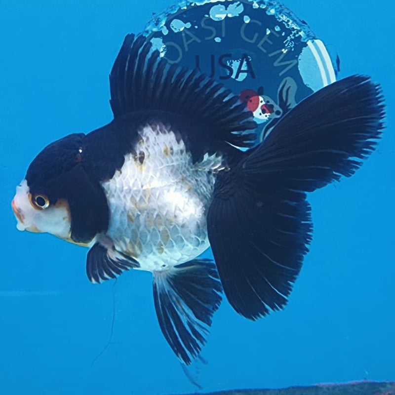 Thai Oranda Tri-Color 3" Body Female (CK-225)R3A08
