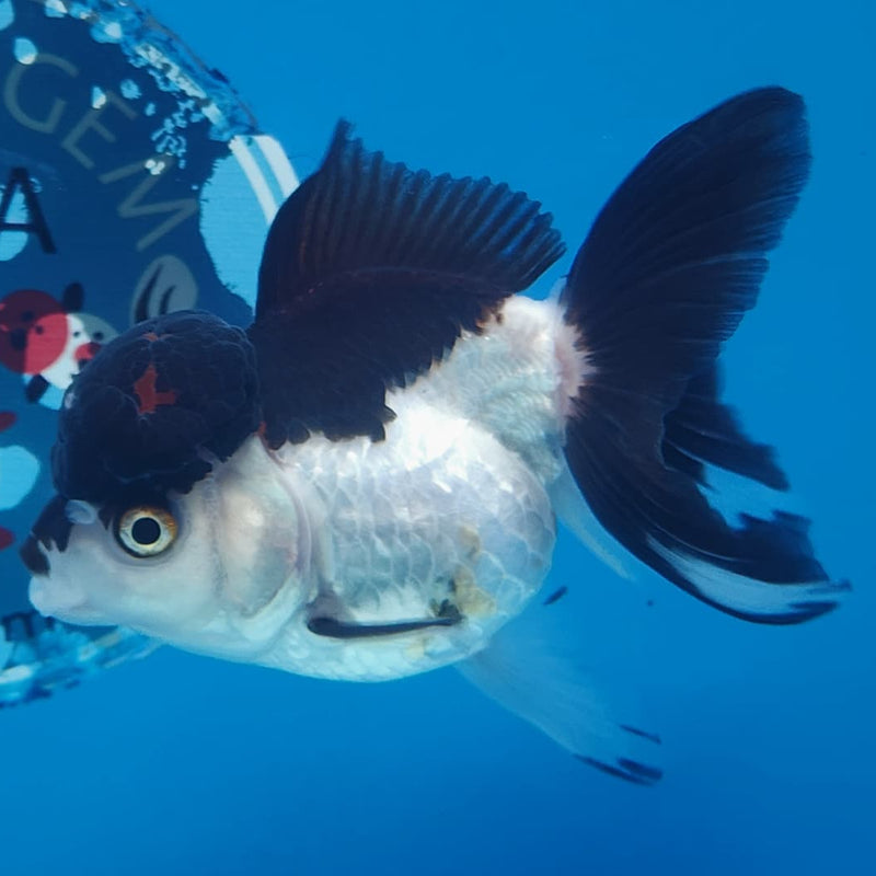 Thai Oranda Tri-Color 3" Body Female (CK-226)R3A08