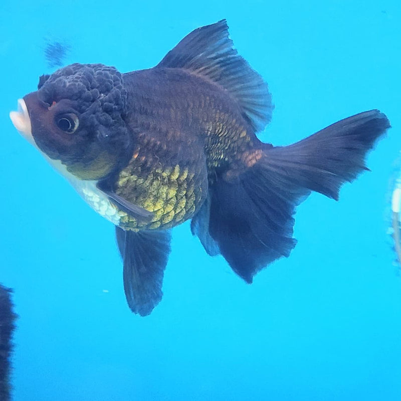 Thai Oranda Panda 3" Body Female (CK-228)R3A08