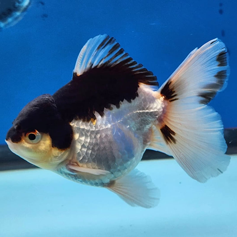 Thai Oranda Panda 3" Body Male (CK-229)R3A07