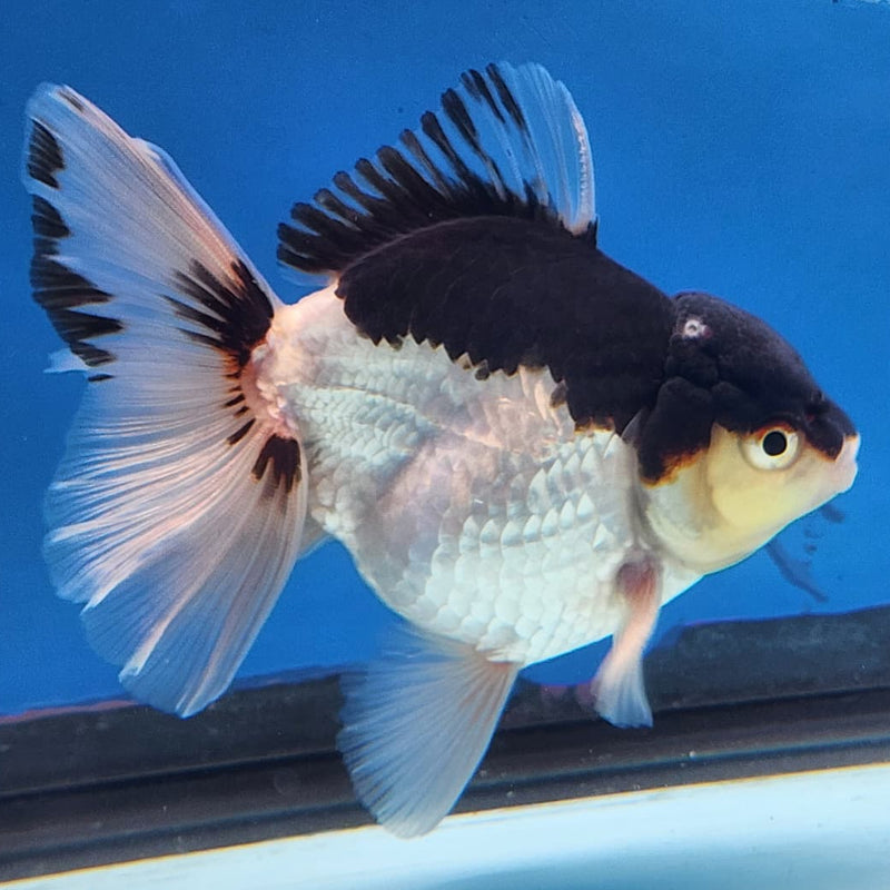 Thai Oranda Panda 3" Body Male (CK-229)R3A07