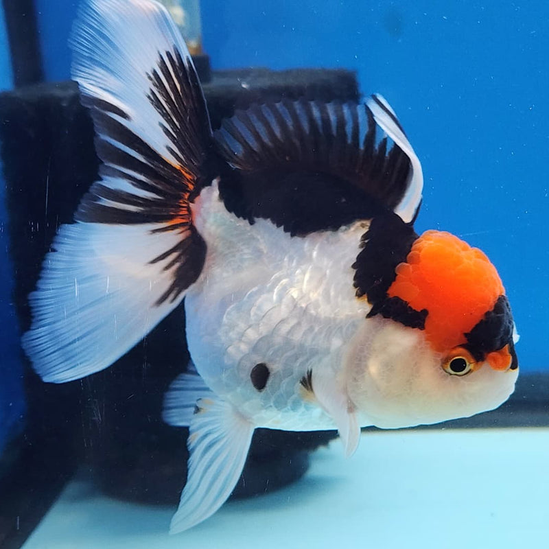 Thai Oranda Tri-Color 3" Body Male (CK-230)R3A07