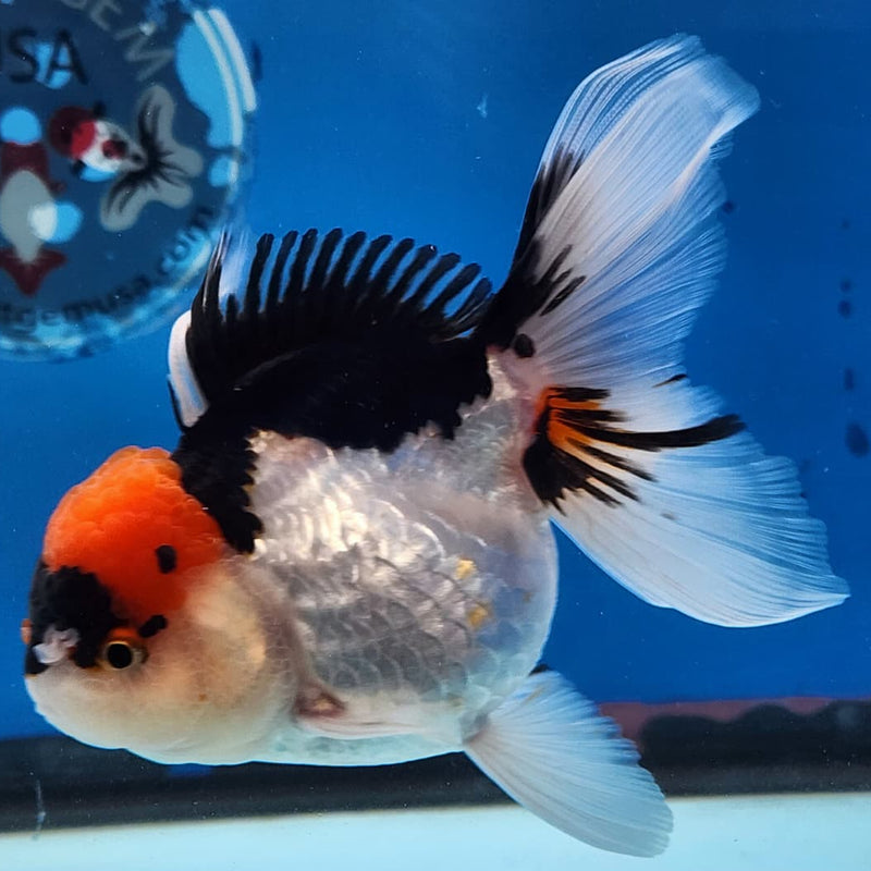 Thai Oranda Tri-Color 3" Body Male (CK-230)R3A07