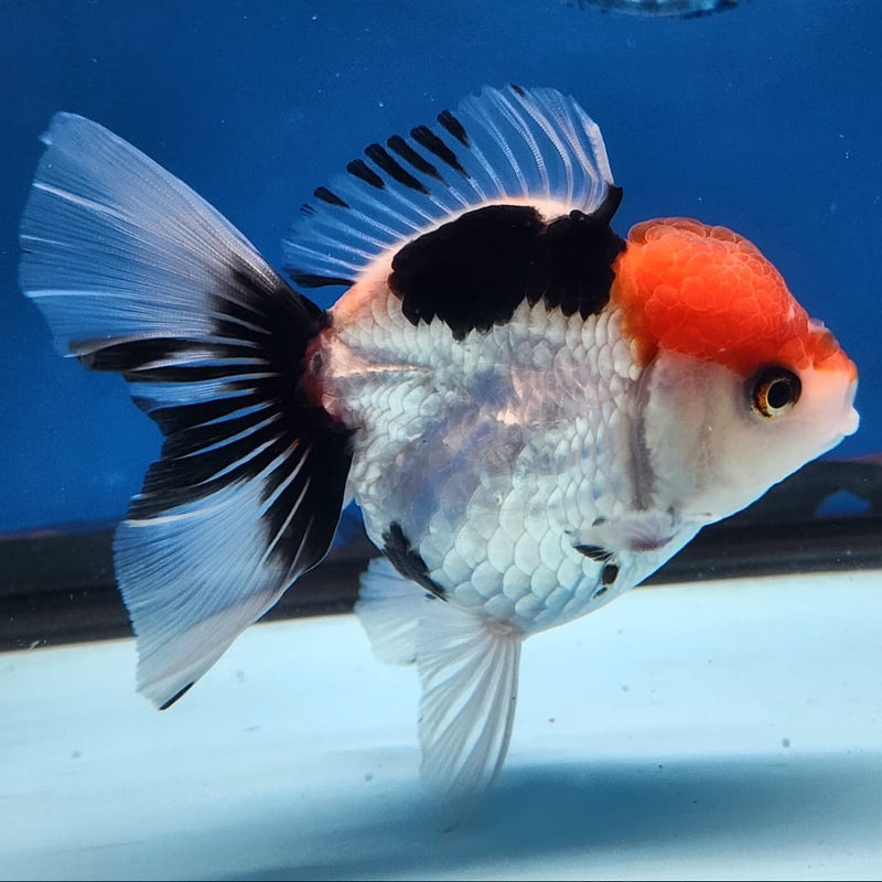 Thai Oranda Tri-Color 3" Body Female (CK-231)R3A07