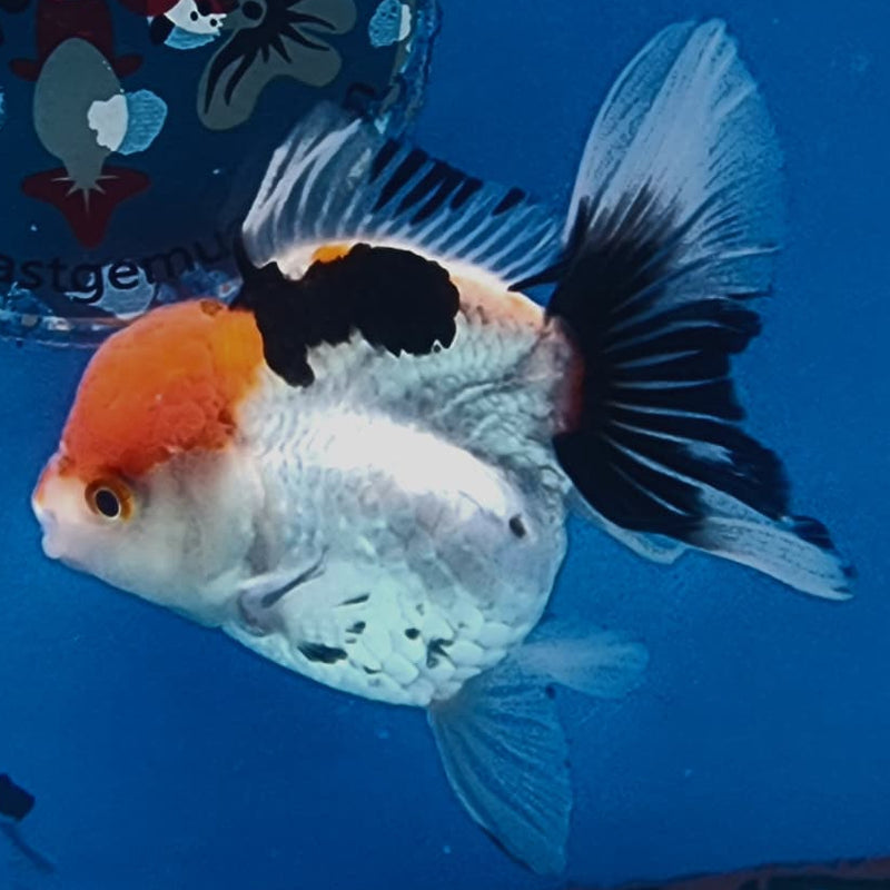 Thai Oranda Tri-Color 3" Body Female (CK-231)R3A07