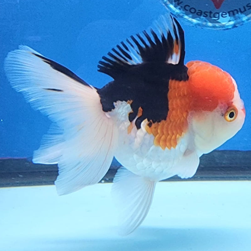 Thai Oranda Tri-Color 3" Body Female (CK-232)R3A07