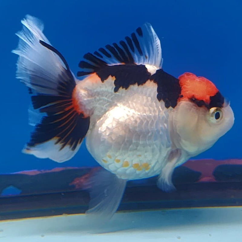 Thai Oranda Tri-Color 3" Body Female (CK-233)R3A07