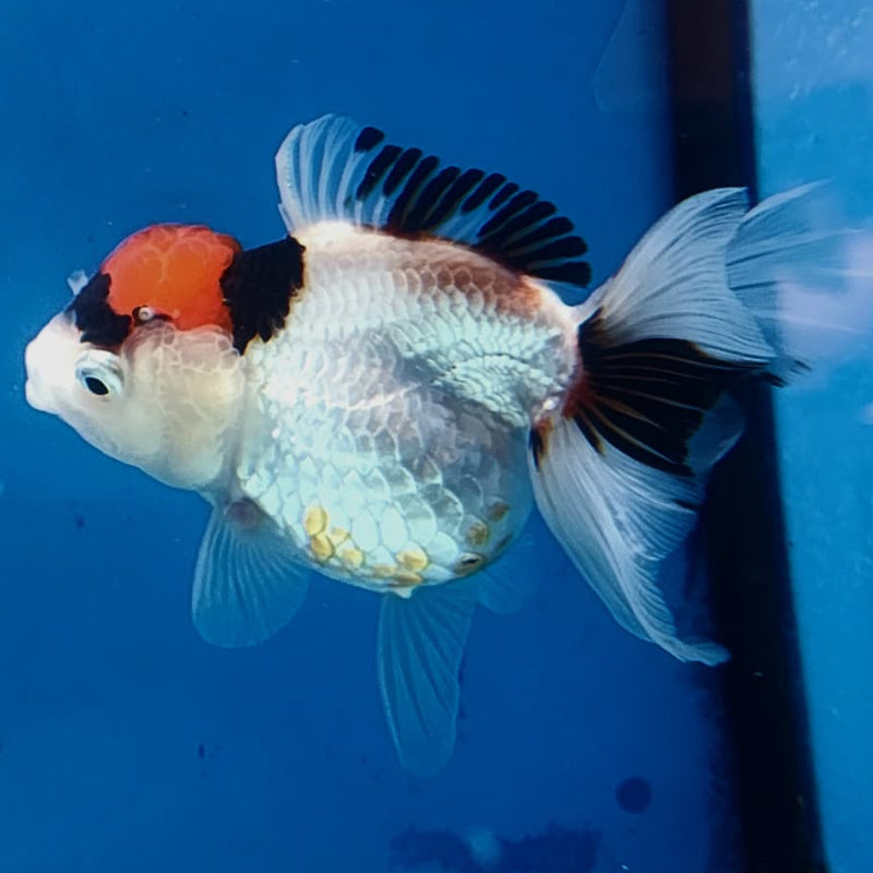 Thai Oranda Tri-Color 3" Body Female (CK-233)R3A07