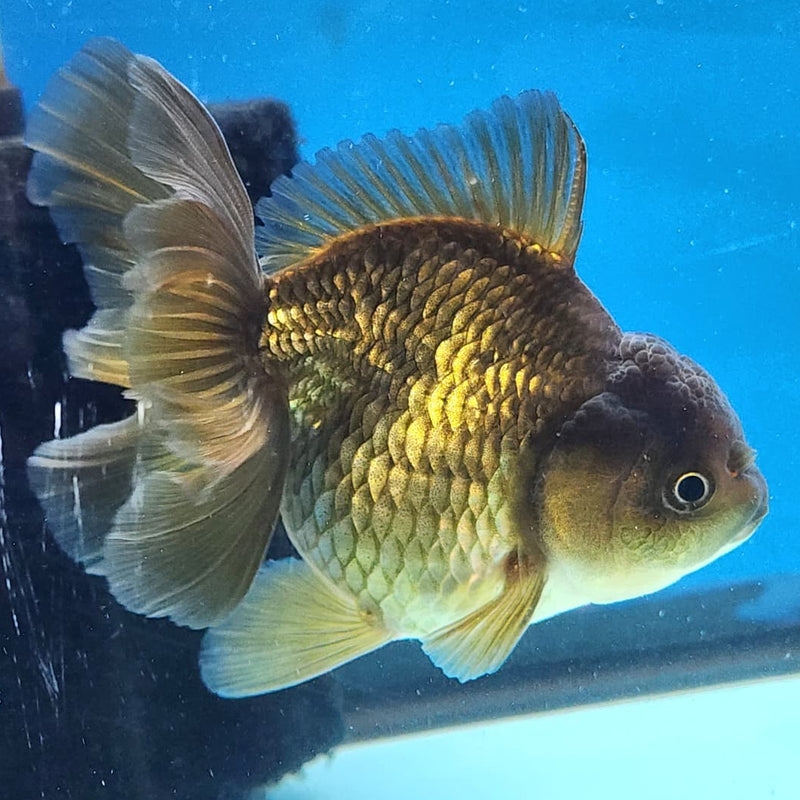 Thai Oranda Full Black 3" Body Female (CK-234)R3A06