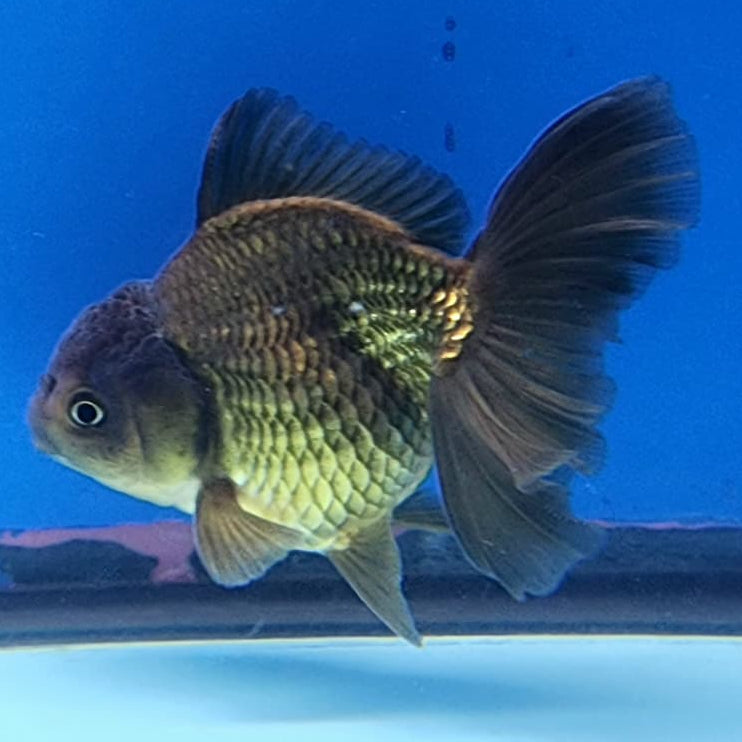 Thai Oranda Full Black 3" Body Female (CK-234)R3A06