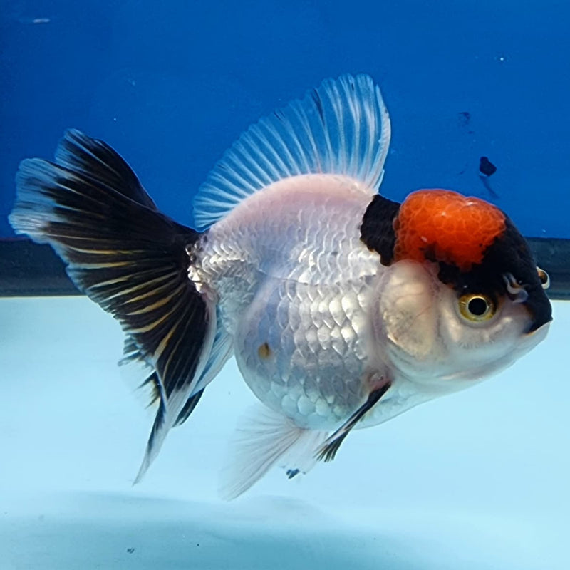 Thai Oranda Tri-Color 3" Body Female (CK-235)R3A06