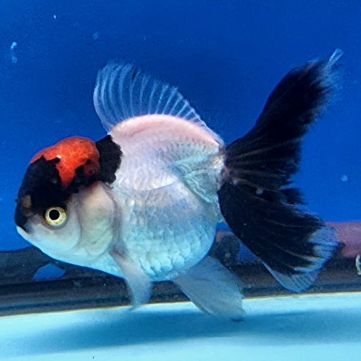 Thai Oranda Tri-Color 3" Body Female (CK-235)R3A06