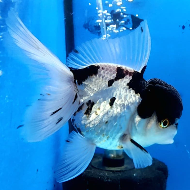 Thai Oranda Tri-Color 3" Body Male (CK-236)R3A06