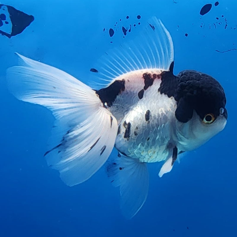 Thai Oranda Tri-Color 3" Body Male (CK-236)R3A06