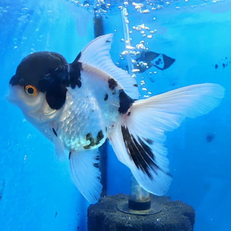 Thai Oranda Tri-Color 3" Body Male (CK-236)R3A06