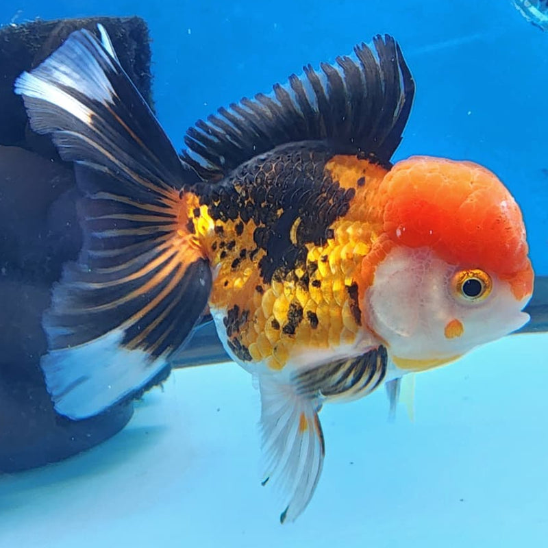 Thai Oranda Tri-Color 3" Body Male (CK-237)R3A06
