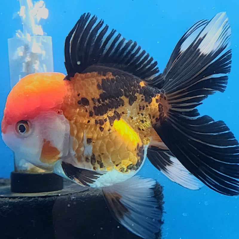 Thai Oranda Tri-Color 3" Body Male (CK-237)R3A06