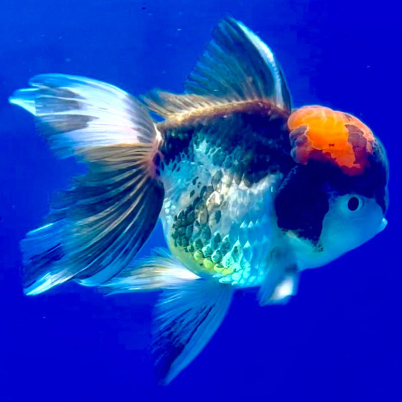 Thai Oranda Tri-Color 3" Body Male (CK-239)R3A05